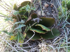 Cotyledon orbiculata oblonga