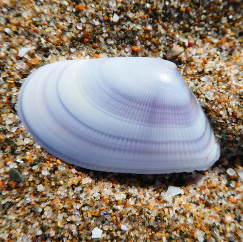 Wedge Clam