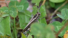 Shirakiacris shirakii