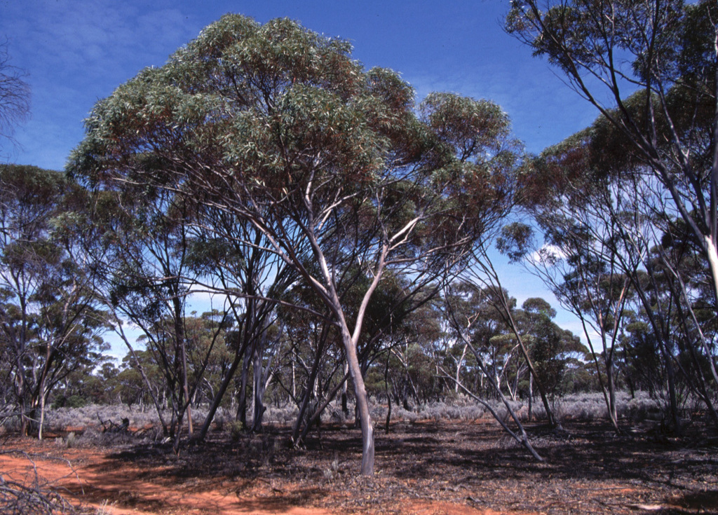 Eucalyptus redimiculifera