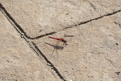 Sympetrum fonscolombii