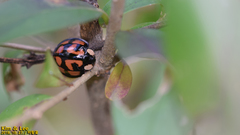 Aiolocaria hexaspilota
