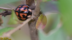Aiolocaria hexaspilota