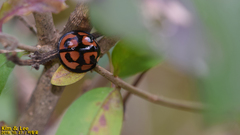 Aiolocaria hexaspilota