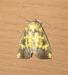 Papaipema cataphracta