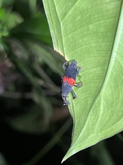 Cactophagus sanguinolentus image