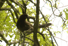 Cyanocorax cyanomelas