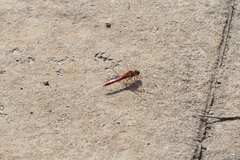 Sympetrum fonscolombii