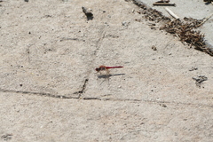Sympetrum fonscolombii