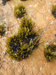 Mazzaella laminarioides