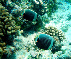 Chaetodon reticulatus