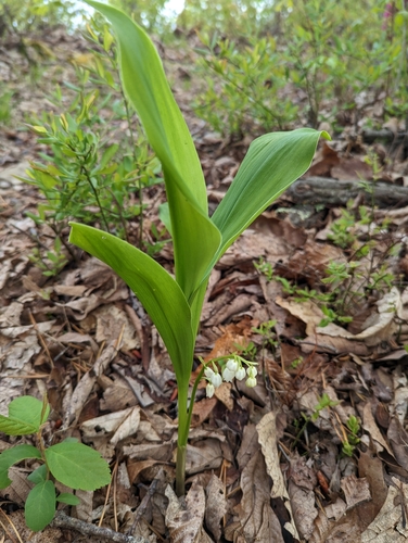Convallaria pseudomajalis (Convallaria pseudomajalis)