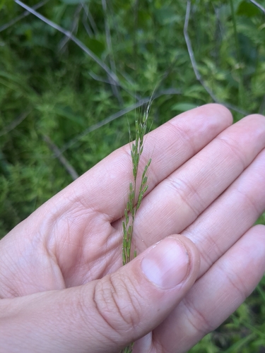 Image of Limnodea arkansana by no rights reserved