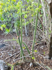 Harrisia caymanensis, photograph author not stated, no rights reserved