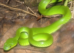 Trimeresurus insularis