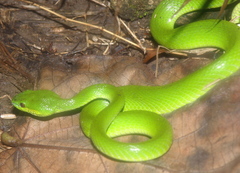 Trimeresurus insularis