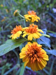 Tilesia baccata