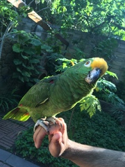 Amazona ochrocephala