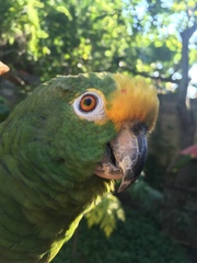 Amazona ochrocephala