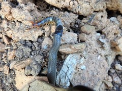 Tantilla melanocephala