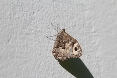 Hipparchia senthes
