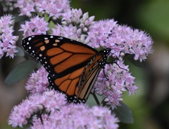 Danaus plexippus
