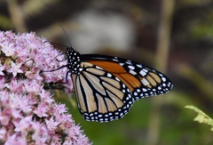 Danaus plexippus