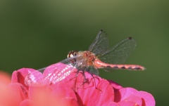 Sympetrum