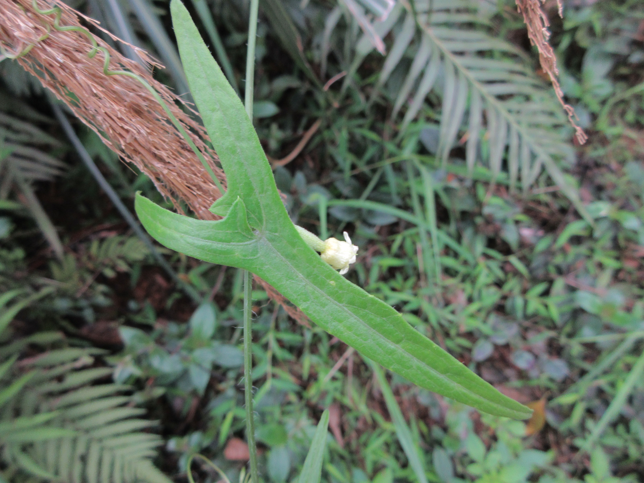 Solena heterophylla — ảnh 2
