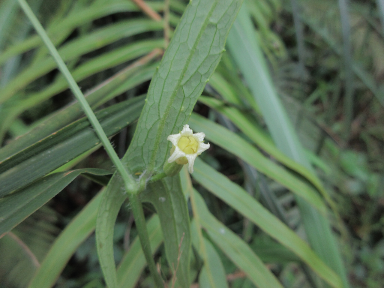 Solena heterophylla — ảnh 3