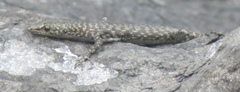 Cryptoblepharus