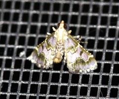 Arescoptera haplocala