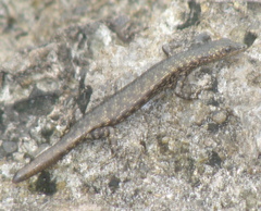 Cryptoblepharus