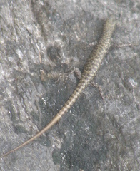 Cryptoblepharus
