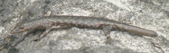 Cryptoblepharus