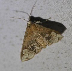 Canaea hyalospila