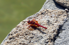 Trithemis kirbyi