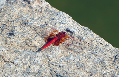 Trithemis kirbyi