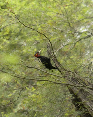 Campephilus leucopogon