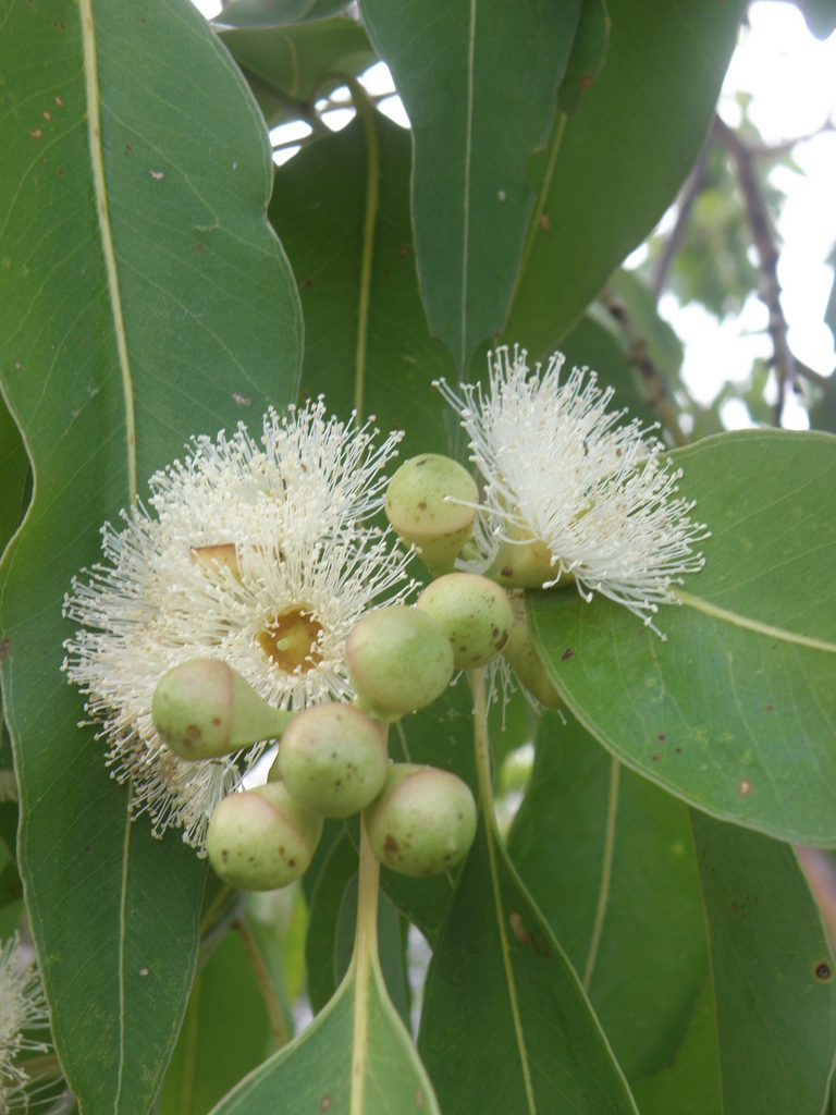Eucalyptus urophylla (Eucalyptus urophylla)