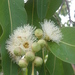 Eucalyptus urophylla - Photo (c) Colin Trainor,  זכויות יוצרים חלקיות (CC BY-NC), הועלה על ידי Colin Trainor