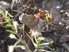 Leprus