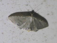 Idaea coercita