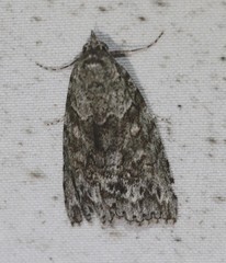 Calathusa basicunea