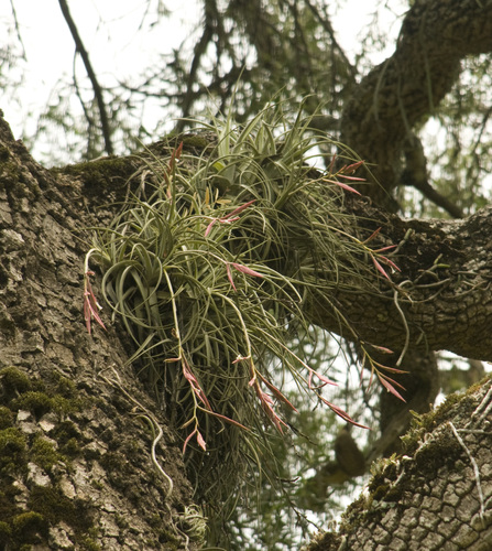Tillandsia lorentziana Griseb.