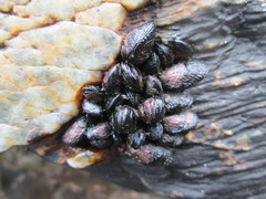 Perumytilus purpuratus image