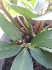 Chrysolina americana