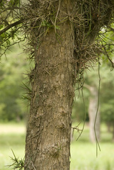Gleditsia amorphoides