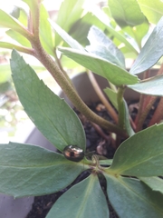 Chrysolina americana