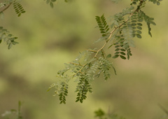 Gleditsia amorphoides